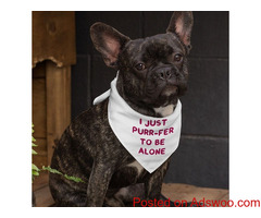 Cute Funny Pet Bandana