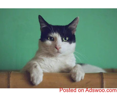 Things Cats Don’t Understand - Veterinarian in Boulder, CO
