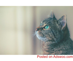 Fluffy’s 2023 Goals - Animal Hospital in Leesburg, VA