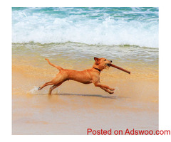 Is It Better to Adopt or Buy a Dog? - Animal Hospital Carroll, IA