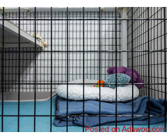 Best Prices Cat Boarding Facility in Dubai - Book My Pet
