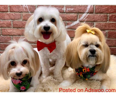 Best Prices Dog daycare Services In Dubai