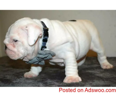 purebred English Bulldog 4022648417