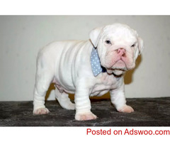purebred English Bulldog 4022648417
