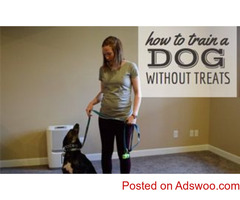 How to train the dog .Step by step Instruction !..
