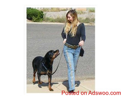 How to train the dog .Step by step Instruction !..