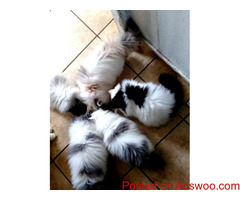 Vibrant Persian Kittens