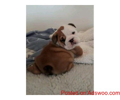 Litter of premium English Bulldog puppies.