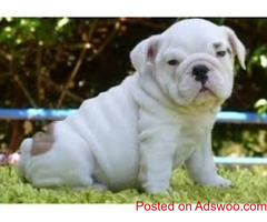 Litter of premium English Bulldog puppies.