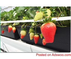 Procure the lightweight, reusable, and 100% organic growing bags for strawberries