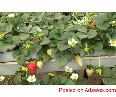 Procure the lightweight, reusable, and 100% organic growing bags for strawberries