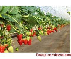 Procure the lightweight, reusable, and 100% organic growing bags for strawberries