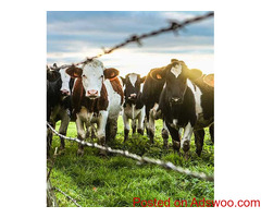 grandmaster the best cattle feed