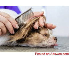 Best dog daycare Services in Dubai | UAE | Abu Dhabi