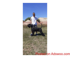 Giant Schnauzer CH. adult male