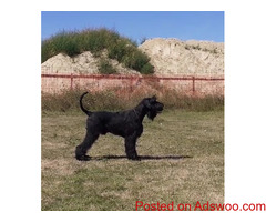 Giant Schnauzer CH. adult male