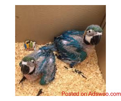 Fresh laid Fertile parrot eggs and parrots for sale