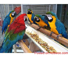 Fresh laid Fertile parrot eggs and parrots for sale