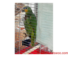 Orange winged amazon for loving home