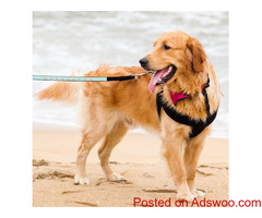 Colorful Leash for Dogs