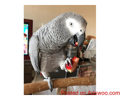 Outstanding Hand Tame African Grey