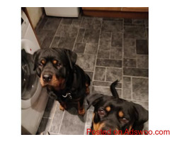 Tough Rottweilers 210-816-4465.