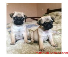 Pug puppies for adoption