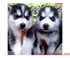 Siberian Husky Puppies For Adoption