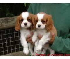 Cavalier king charles spaniel puppies for adoption