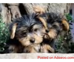 Cute Yorkie puppies available.