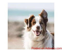 Easter Pet Safety Tips - Vets in Aurora, CO
