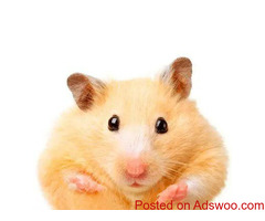 5 Great Reasons to Play With Your Cat - Animal Hospital in Aurora, CO