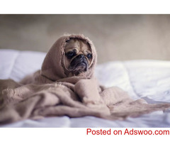 Dog Anxiety Awareness Week Is May 1st to May 7th! - Animal Hospital in Eau Claire, WI
