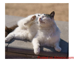 5 Ways To Be A Responsible Animal Guardian - Veterinary Clinic in Clermont County