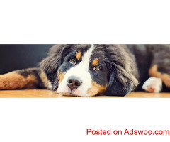 Do Lunch With Your Dog Day - Veterinarian in Downey, CA