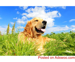 Keeping Your Dog Active - Pet Clinic in Leesburg, VA