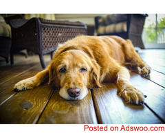 It’s Fix By Five Month! - Vets in Ashburn, VA