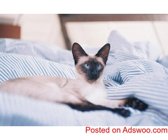 Holistic Summer Dog Care - Veterinarian in Norwalk, CA