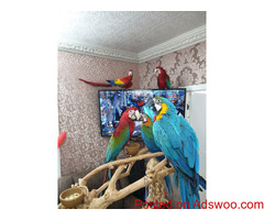Kinds of Macaws for lovely homes