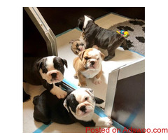 ENGLISG BULLDOG PUPPPIES READY.