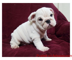 English bulldogs with amazing pedigree