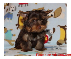 Male and female Teacup yorkie puppy for adoption