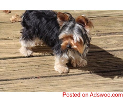 Male and female Teacup yorkie puppy for adoption