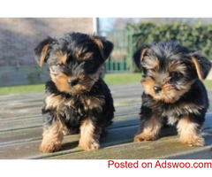 Male and female Teacup yorkie puppy for adoption