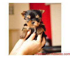 Tiny Teacup Yorkie Puppies