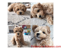 Hypoallergenic  Maltipoo Puppies