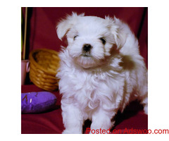 Teacup Maltese puppies fo sale
