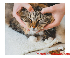 How Do I Keep My Dog Entertained When Left Alone? - Veterinary Clinic in Jefferson, IA