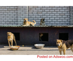 5 Reasons To Celebrate Pet Appreciation Week - Vet Clinic in Wheat Ridge, CO
