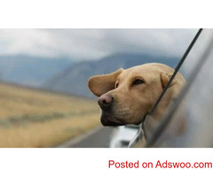 Fido’s Summer Plans - Veterinarians in Omaha, NE